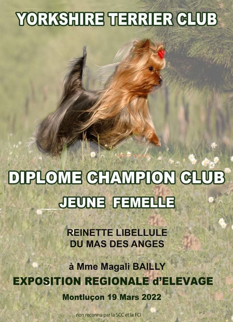 du Mas des Anges - CHAMPION CLUB