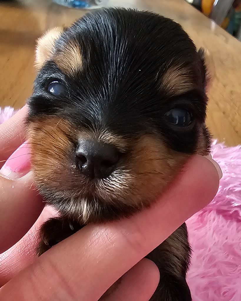 du Mas des Anges - Chiot disponible  - Yorkshire Terrier