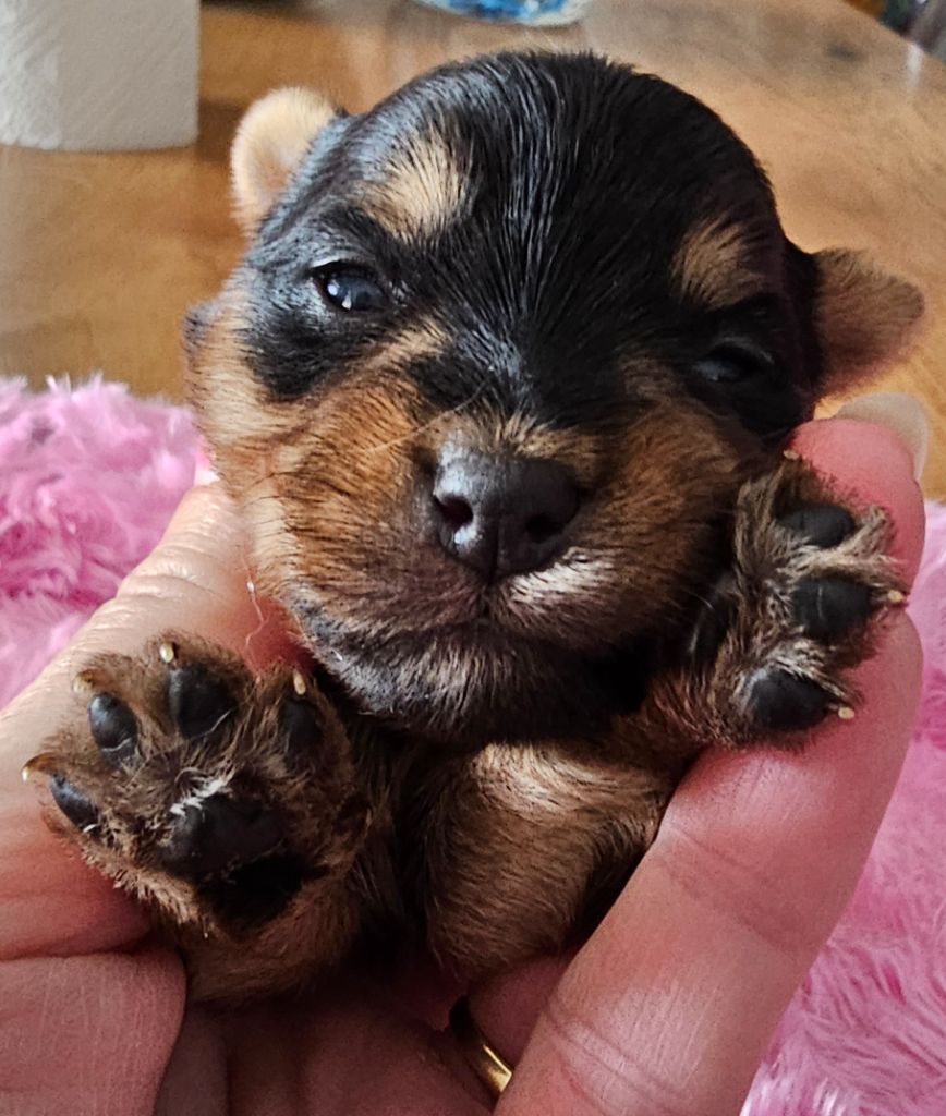 du Mas des Anges - Chiot disponible  - Yorkshire Terrier