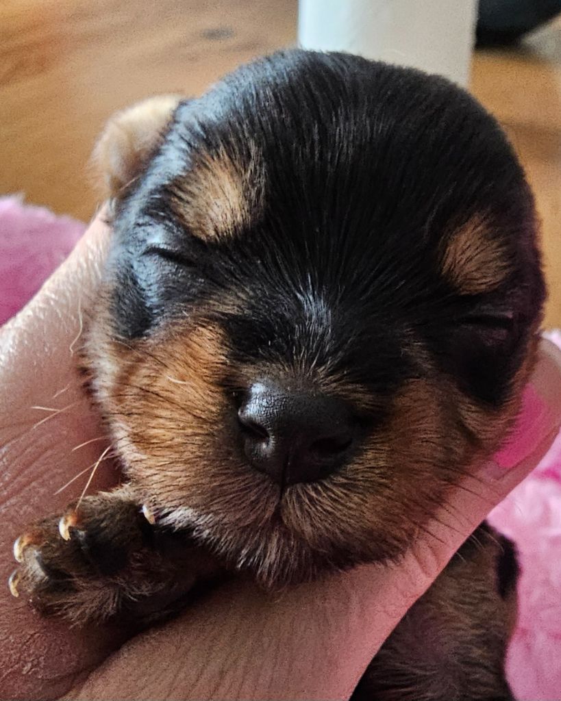 du Mas des Anges - Chiot disponible  - Yorkshire Terrier