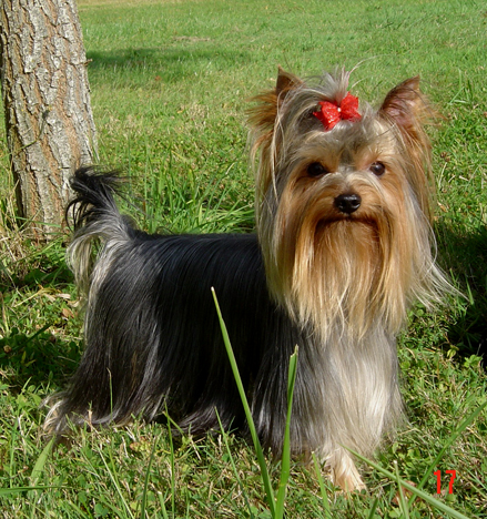 Crocodile'rock de la Pam'Pommeraie