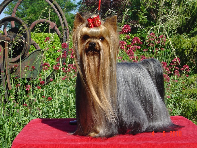 Dicaprio de la Pam'Pommeraie