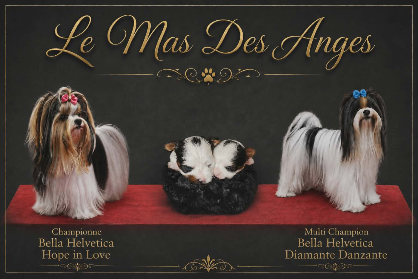 Les Bébés sont Nés !😍
