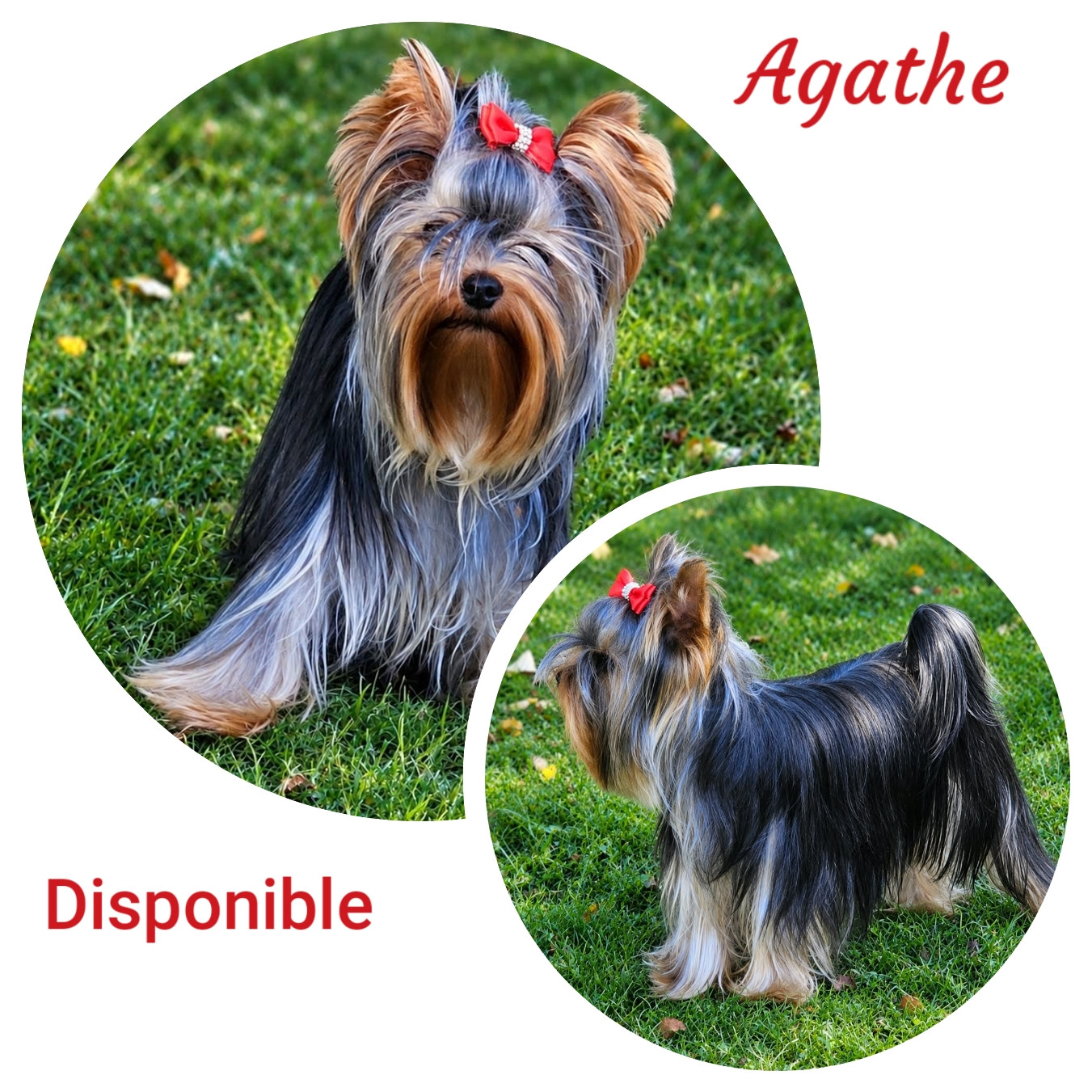 Agathe Du Mas Des Anges