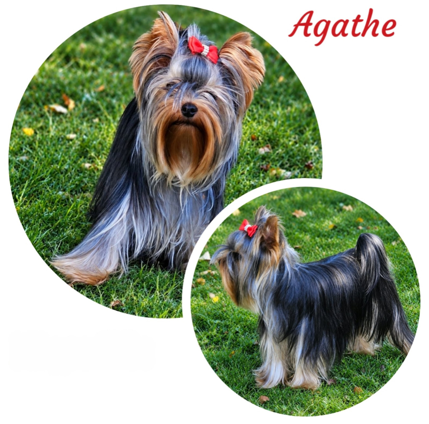Agathe Du Mas Des Anges