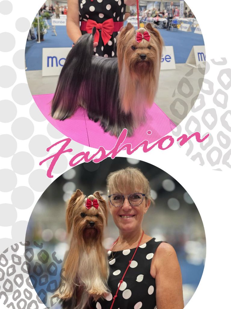 Golden Dog Trophy Liege 