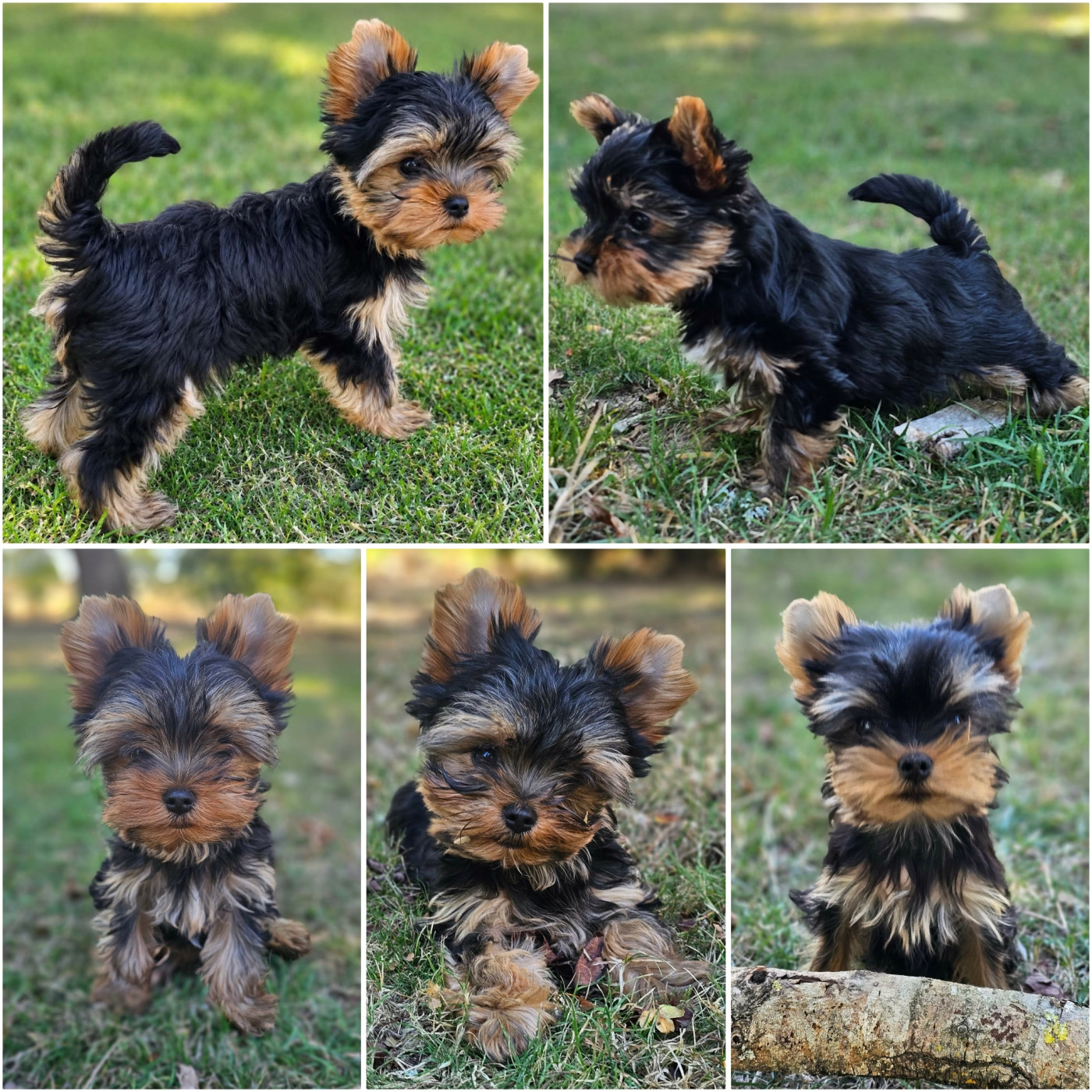 ****Nos chiots à l'élevage