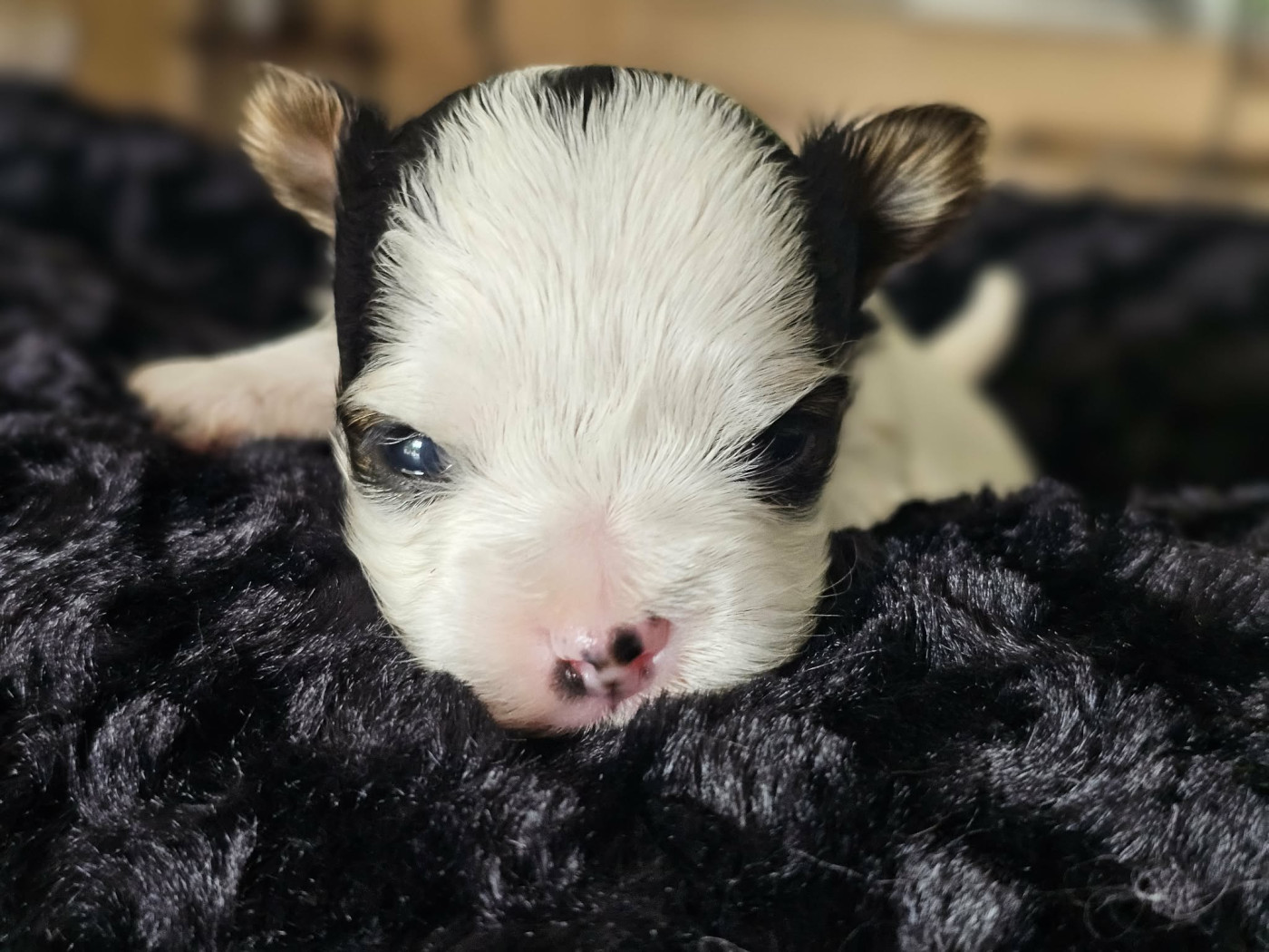du Mas des Anges - Chiots disponibles - Biewer Terrier