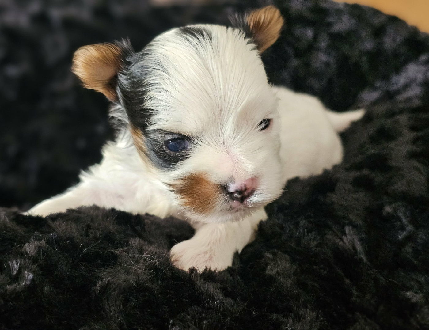 du Mas des Anges - Chiots disponibles - Biewer Terrier