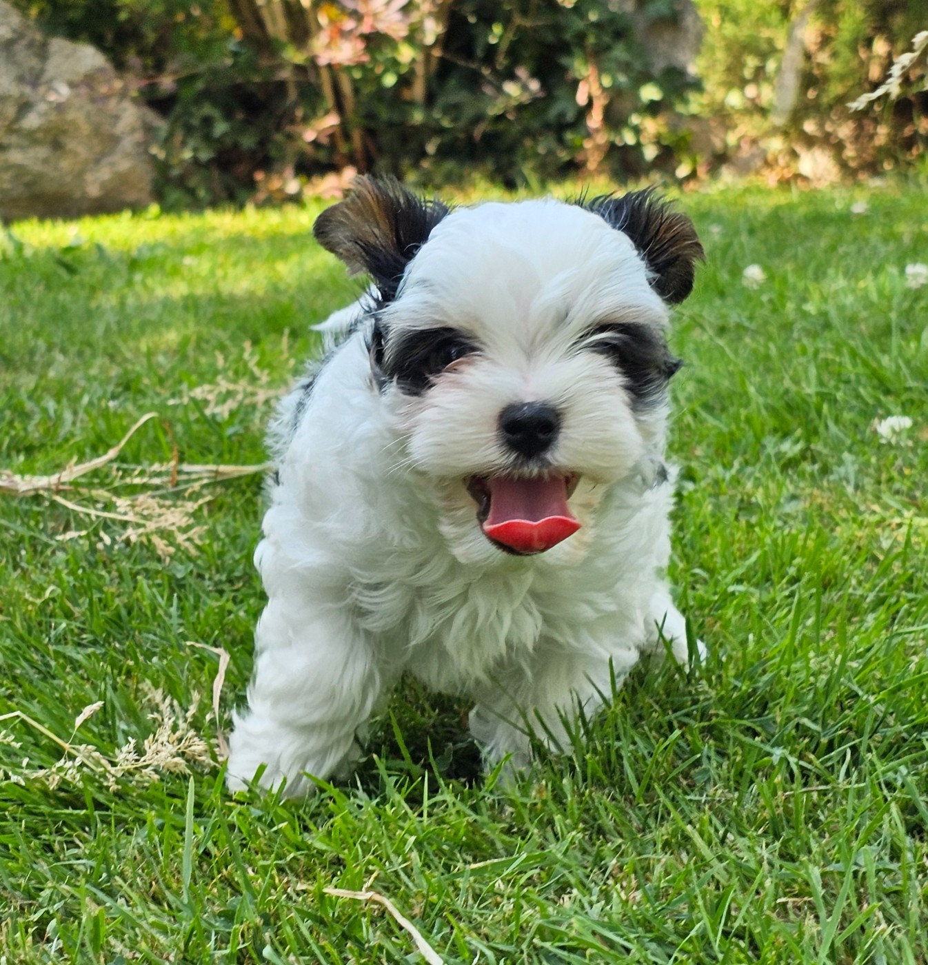 du Mas des Anges - Chiots disponibles - Biewer Terrier