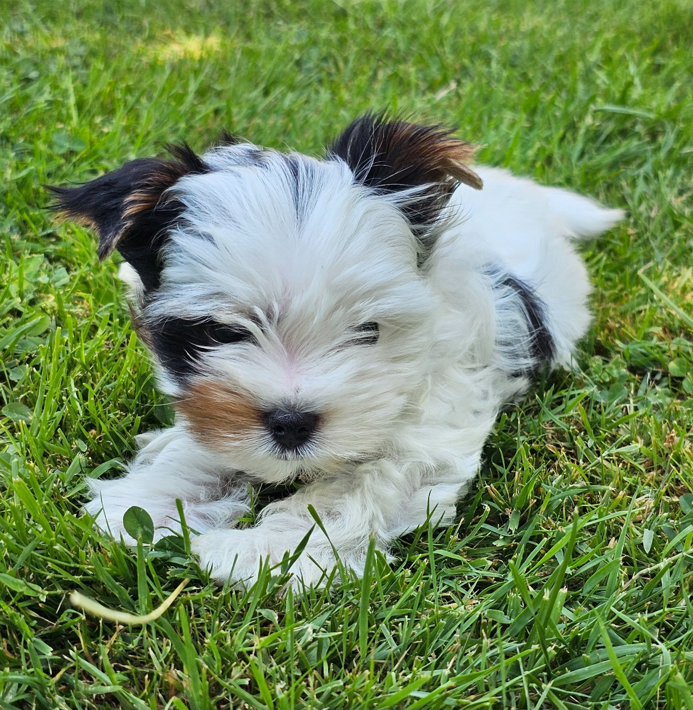 du Mas des Anges - Chiots disponibles - Biewer Terrier