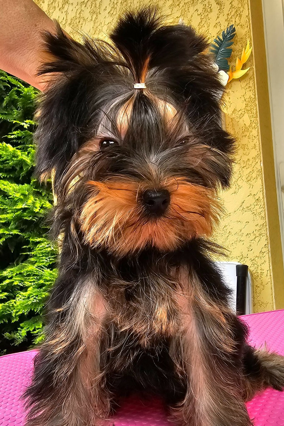 du Mas des Anges - Chiots disponibles - Yorkshire Terrier