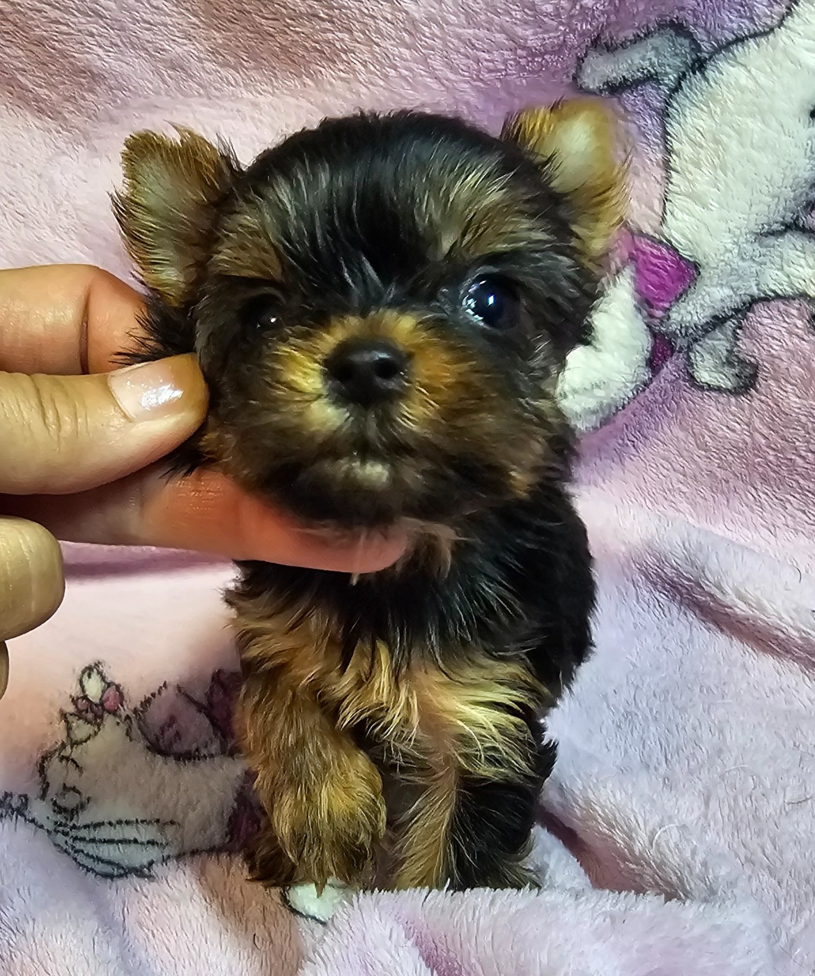 du Mas des Anges - Chiots disponibles - Yorkshire Terrier
