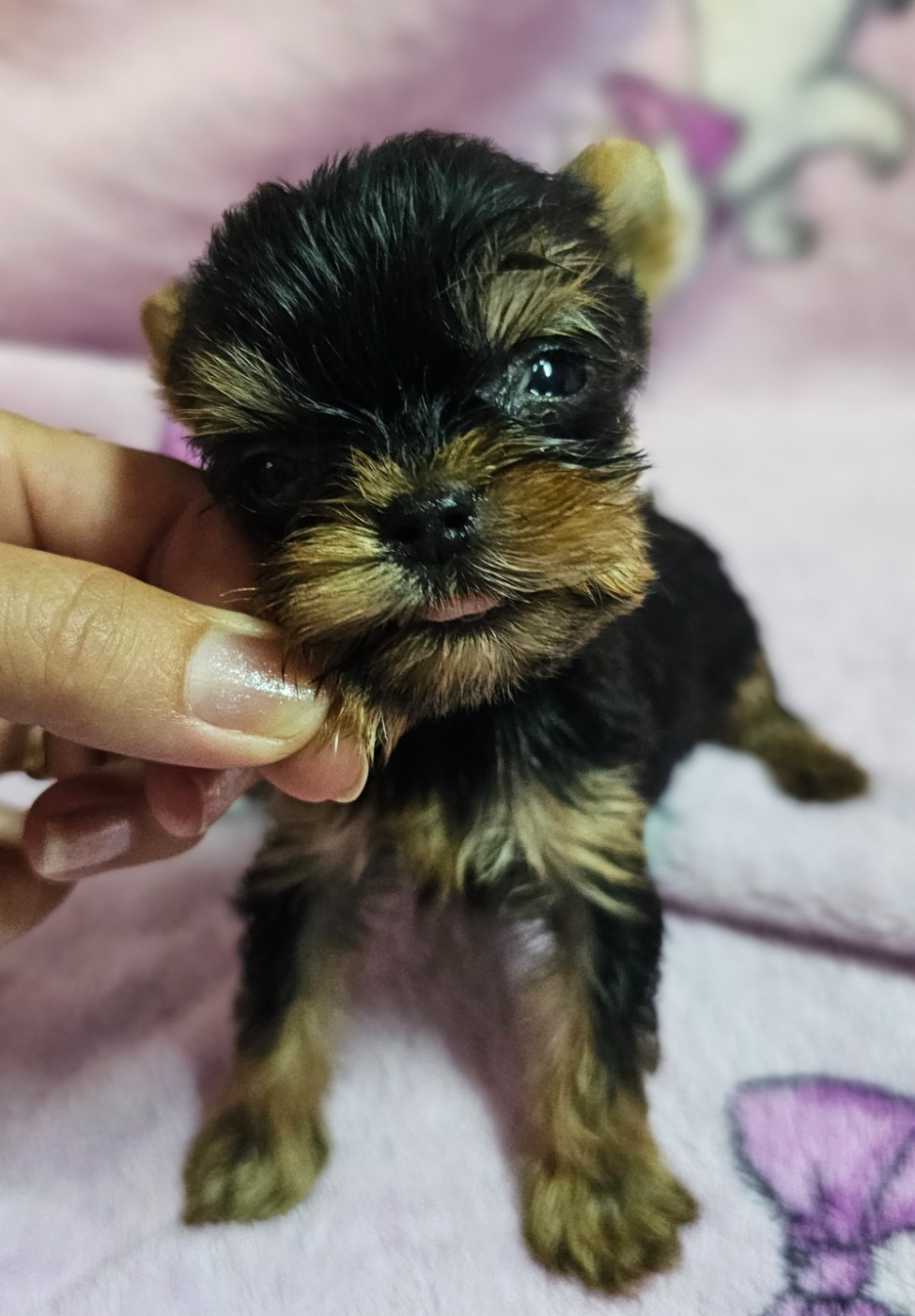 du Mas des Anges - Chiots disponibles - Yorkshire Terrier