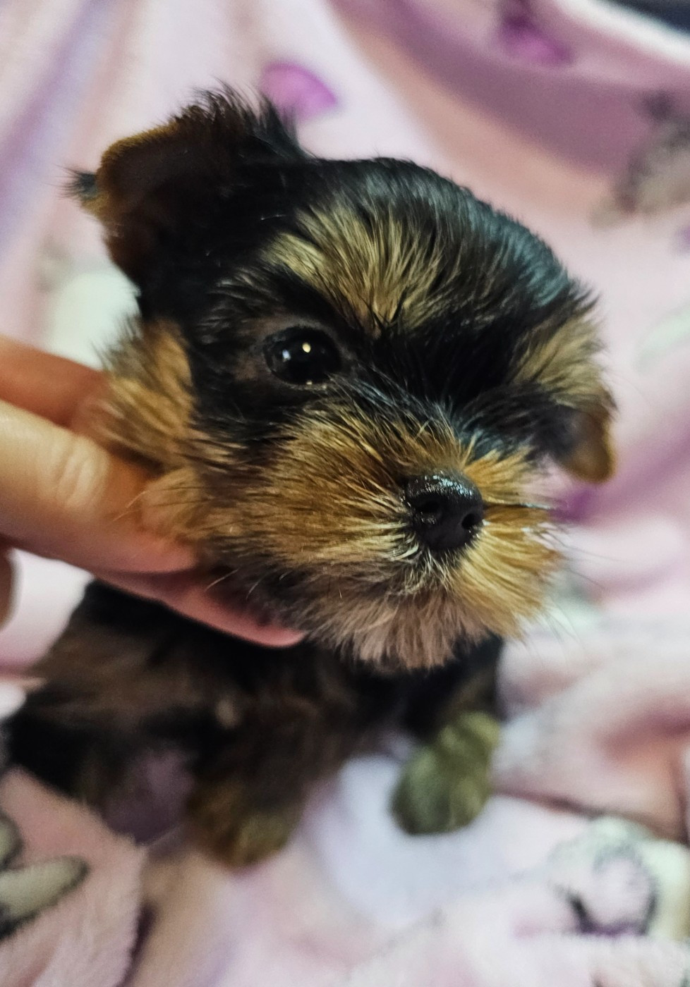 du Mas des Anges - Chiots disponibles - Yorkshire Terrier