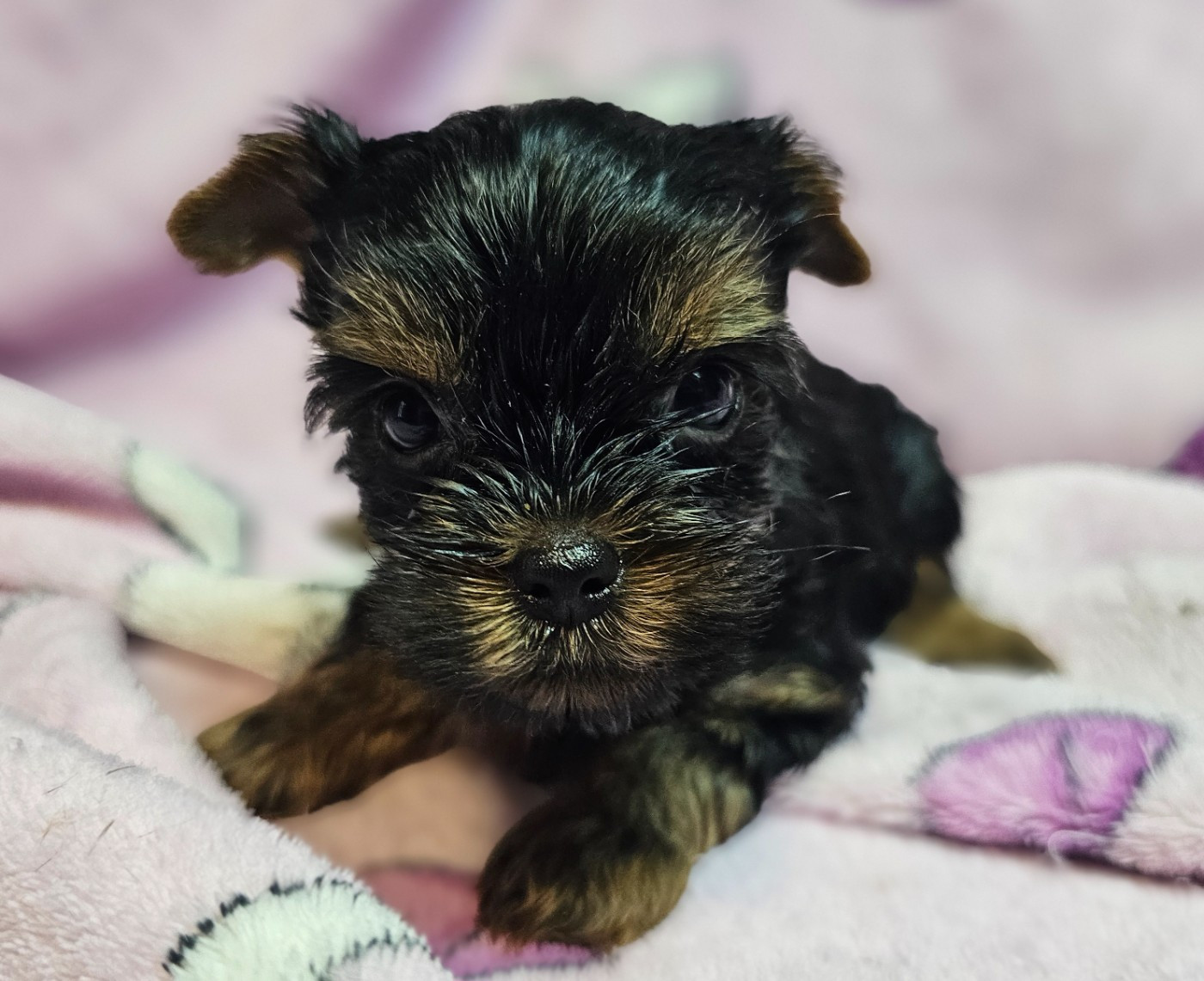 du Mas des Anges - Chiots disponibles - Yorkshire Terrier