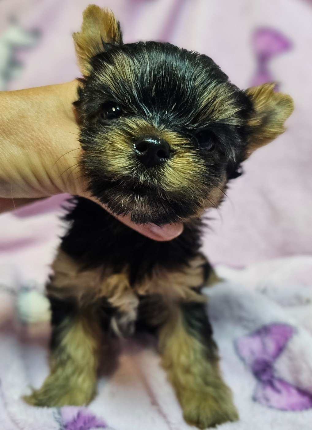 du Mas des Anges - Chiots disponibles - Yorkshire Terrier