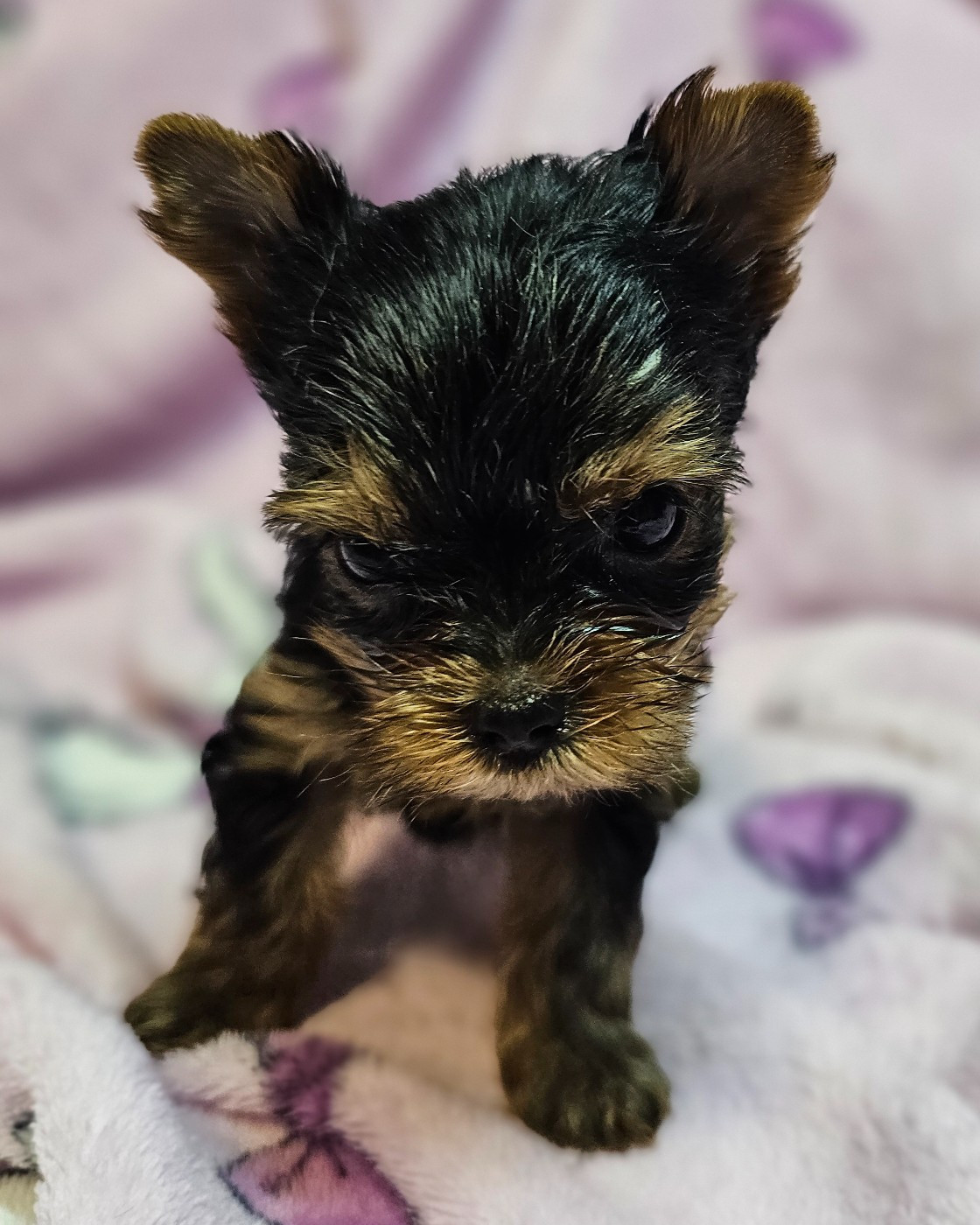 du Mas des Anges - Chiots disponibles - Yorkshire Terrier