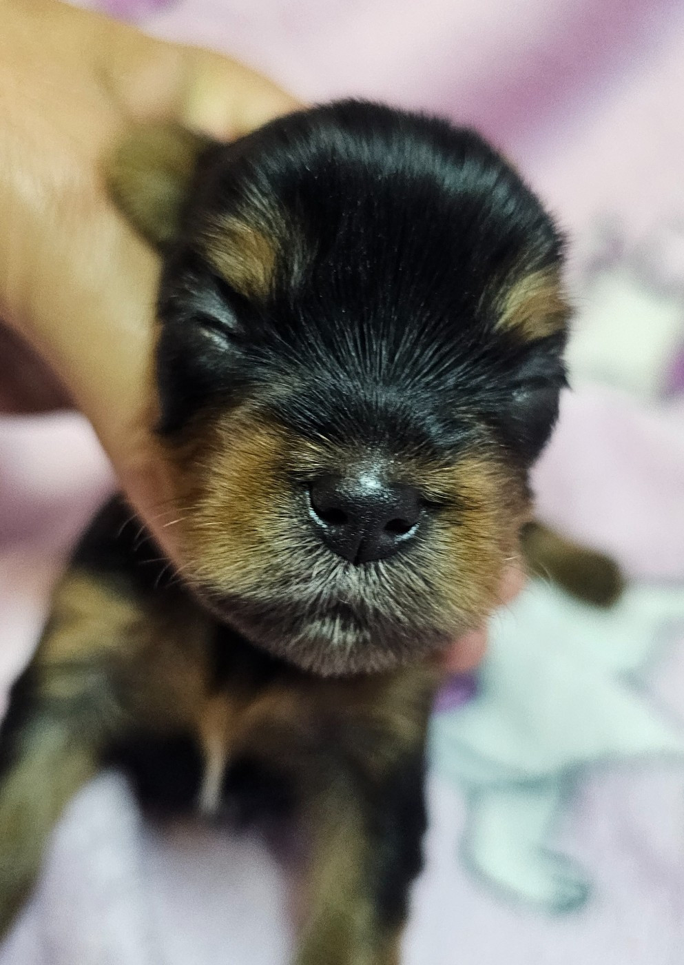 du Mas des Anges - Chiots disponibles - Yorkshire Terrier