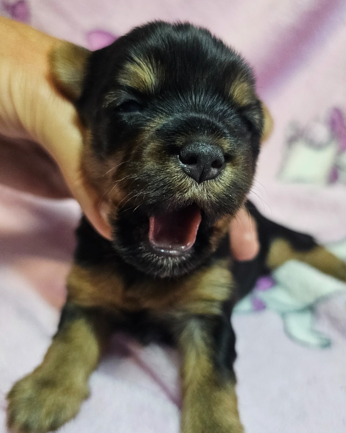 du Mas des Anges - Chiots disponibles - Yorkshire Terrier