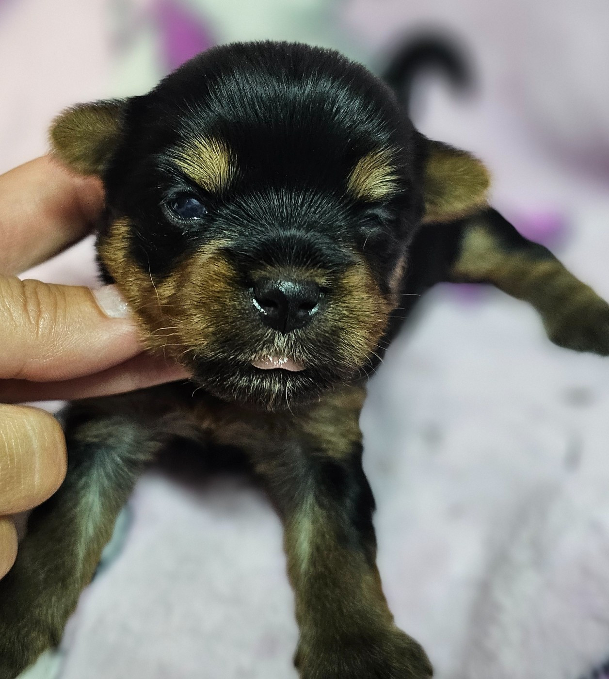 du Mas des Anges - Chiots disponibles - Yorkshire Terrier