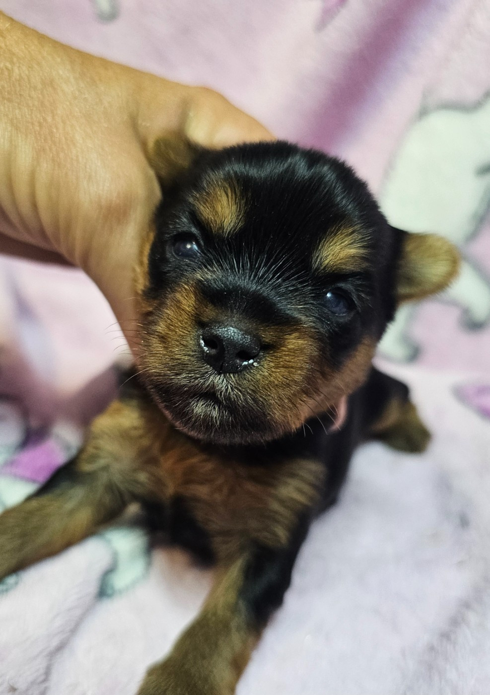 du Mas des Anges - Chiots disponibles - Yorkshire Terrier