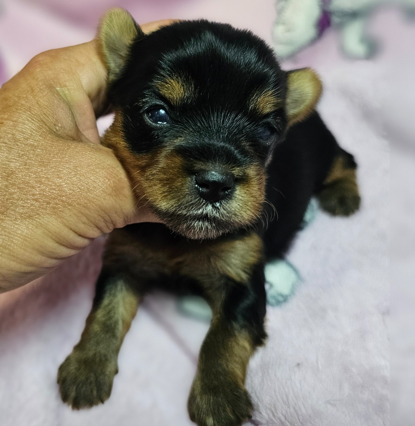 du Mas des Anges - Chiots disponibles - Yorkshire Terrier