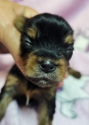 Chiot N°1