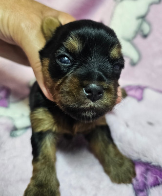 Chiot N°3