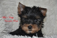 Is Baby Love Du Mas Des Anges