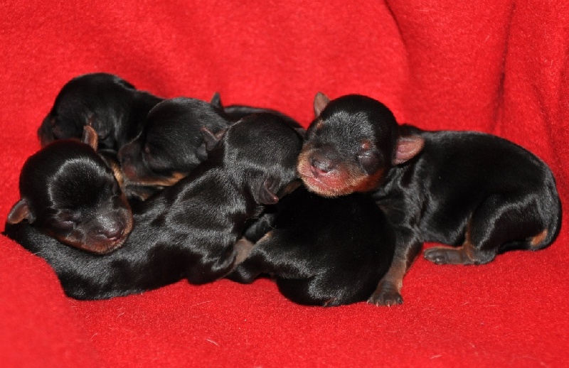 Chiot Yorkshire Terrier du Mas des Anges
